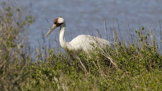 Pierwsze żurawie wróciły na Lubelszczyznę 