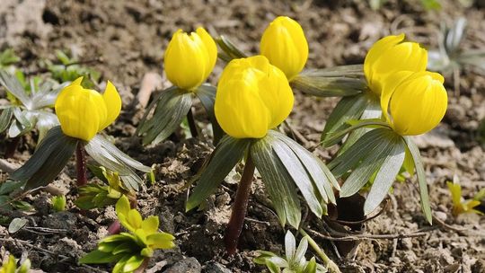 Pierwszy dzień wiosny 2021 za kilka dni. Wiosenna pogoda już zostanie?
