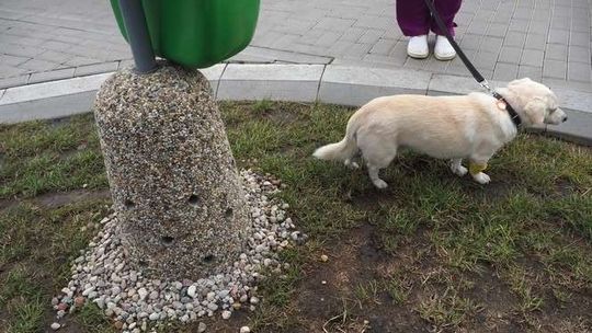 Pierwszy piesuar w mieście. "Misiek już przetestował. Jest OK"