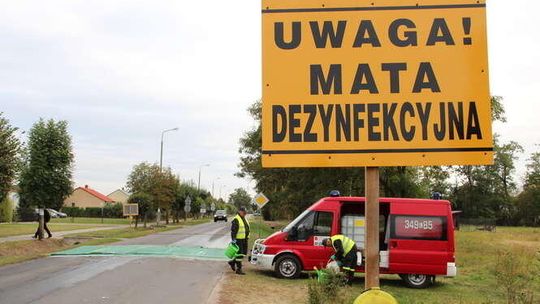 Pierwszy przypadek ASF w tym roku. Będą wybijać trzodę chlewną w okolicy