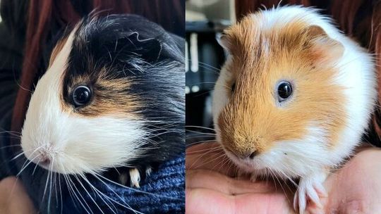 Pierwszy taki przypadek w Lublinie. Świnki morskie znaleziona na śmietniku