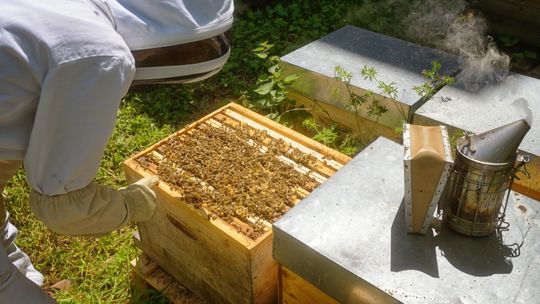 Pierwszy ul - co kupić, żeby niczego nie zabrakło?