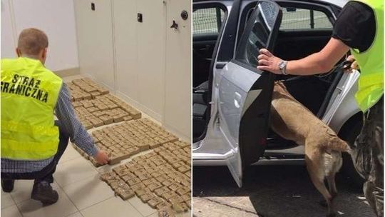 Pies Bryza wywęszył narkotyki ukryte w samochodzie. Były warte prawie 2 mln zł
