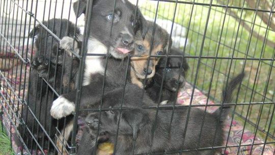 Pies czeka na człowieka