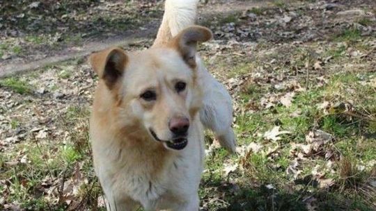 Pies czeka na człowieka. Zobacz zdjęcia