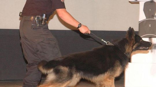 Pies Fuks doprowadził policję do włamywacza