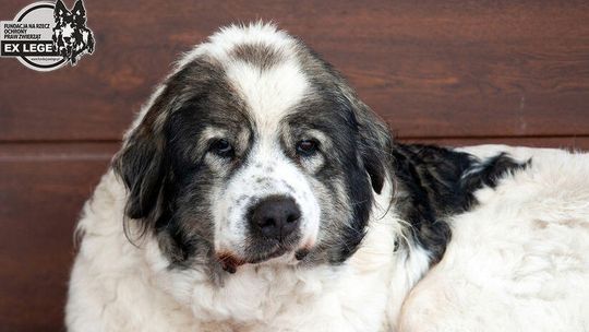 Pies konał przed kościołem. Sąd nie odpuszcza księdzu