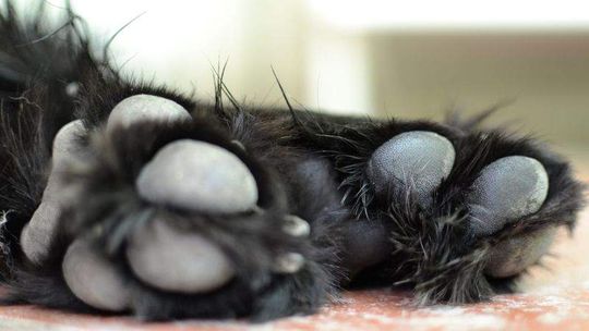 Pies konał w rowie 10 godzin. Gmina: "Wyszło, jak wyszło"