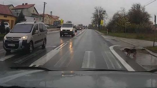 Pies na przejściu, jak pieszy. Robi furorę w sieci (wideo)