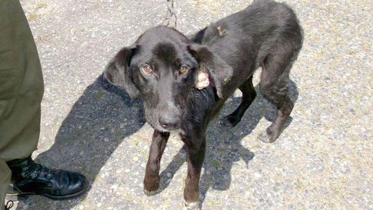 Pies nie dostawał jedzenia ani wody. Zamiast budy miał krzak