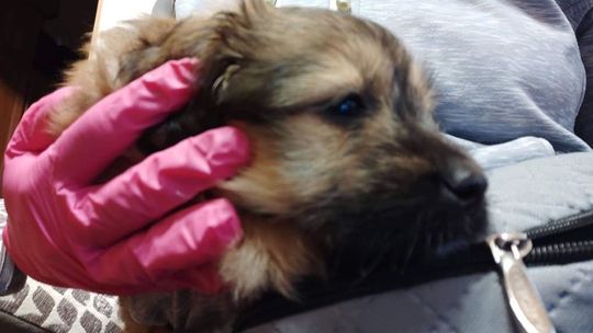 Pies odebrany rodzinie. "Szczeniak był kopany przez dziewczynkę, szarpany..."