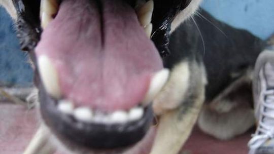 Pies pogryzł 2-latka. Dziecko trafiło do szpitala