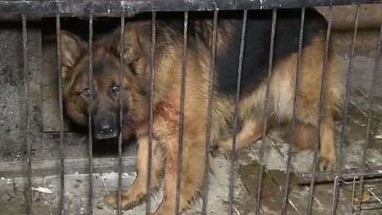 Pies pogryzł 6-latka. Chłopiec jest w stanie ciężkim