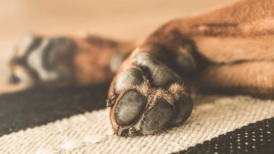 Pies pogryzł 7-latkę. Dziecko trafiło do szpitala