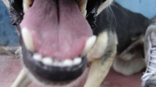 Pies pogryzł kobietę. Zdenerwował go śmiech?