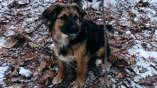Pies porzucony w lesie w Łukowie. Policja szuka właściciela