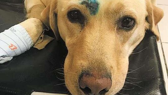 Pies potrącony na drodze. Właściciel zniknął, pomogli obcy ludzie