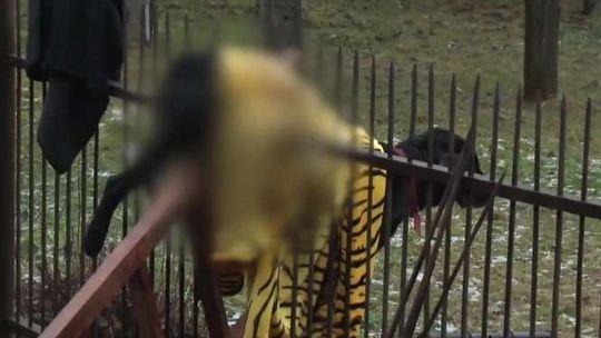 Pies przestraszył się petard, nadział się na pręt. "Cud, że przeżył" [wideo]