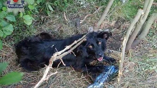Pies przywiązany był do drzewa przez kilka dni. Ledwo przeżył