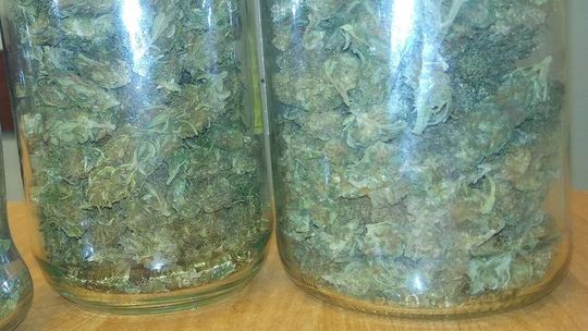 Pies służbowy zatrzymał się przy bagażniku auta. W środku były trzy słoiki