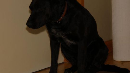 Pies szuka domu. Kto go przygarnie?