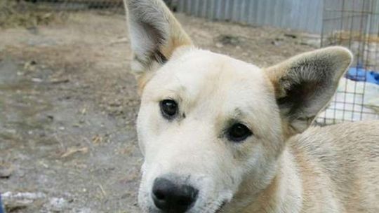 Pies trzymany w skandalicznych warunkach? Wójt: "Tylko tęskni do ludzi"