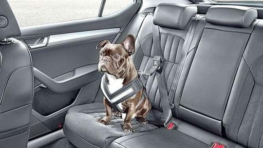 Pies w samochodzie. Jak bezpiecznie przewozić psa?