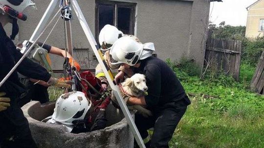 Pies wpadł go głębokiej studni. Pomogli strażacy (zdjęcia)