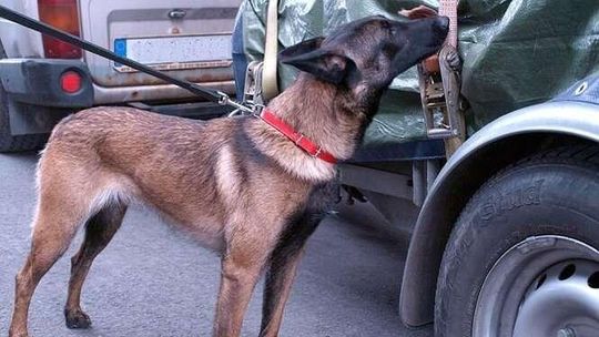 Pies wywąchał na granicy marihuanę i amfetaminę