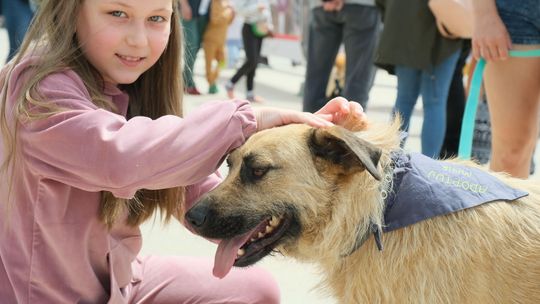 Pies z CV czeka na człowieka, kot też. Na pl. Litewskim w Lublinie można było znaleźć przyjaciela