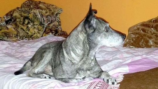 Pies zamiast do utylizacji, trafił na pobocze. Kara dla lekarza?