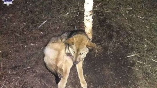Pies zaplątał się we wnyki. Kilka dni spędził w potrzasku