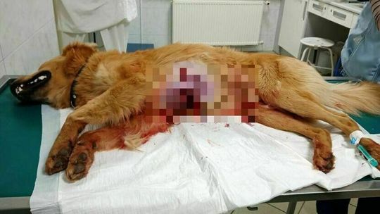 Pies zastrzelony na spacerze na oczach właściciela. Myśliwy oskarżony