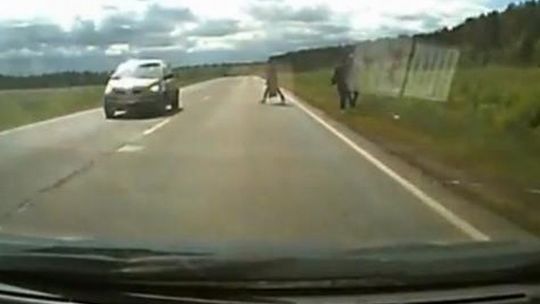 Piesza cudem uniknęła śmierci (wideo)