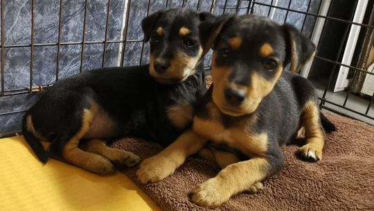 Pijany mężczyzna dusił szczeniaki w worku. Uratowali je policjanci