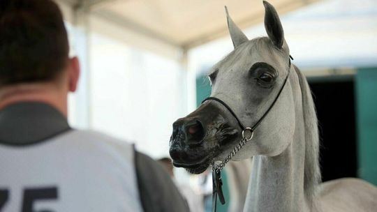 Pijany pracownik w stadninie. „Brakuje ludzi do pracy” 