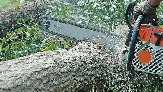 Pijany ścinał drzewa. Nie swoje