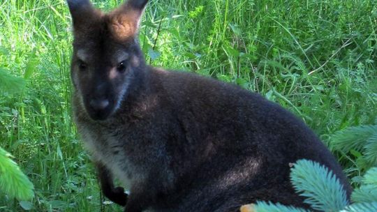 Pijawki, żółwie, papugi, kuce szetlandzkie i kangury z przemytu trafiają do zoo w Zamościu