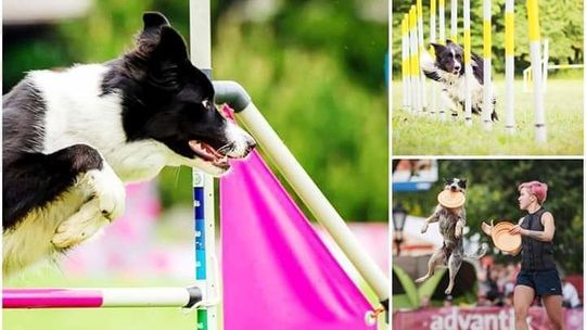 Piknik dla miłośników czworonogów w Puławach