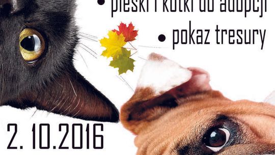 Piknik ze zwierzakami w Świdniku