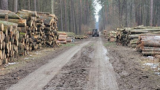 Piły poszły w ruch "Drzewa padają jedno po drugim" 