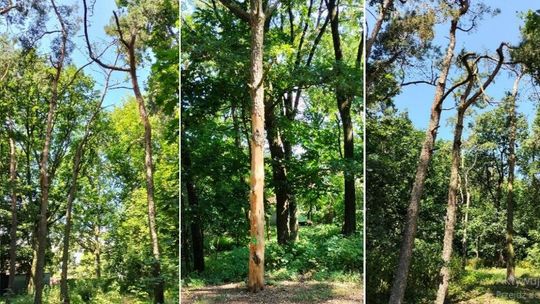 Piły w ruch. Z miasta znikną 34 drzewa