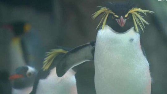 Pingwiny z zoo nie mogą wyjść na wybieg, bo… jest za zimno