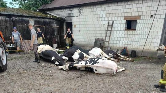 Piorun zabił im 8 krów. Gospodarze potrzebują wsparcia. Ruszyła zrzutka