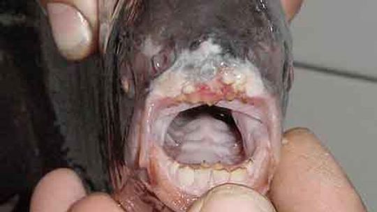 Pirania zamiast suma