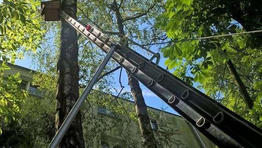 Pisklak zaplątał się w izolację budynku. Pomogli strażacy