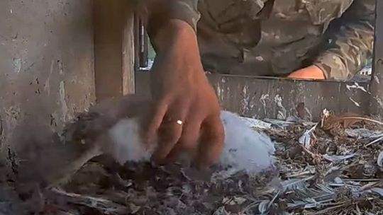 Pisklę sokoła zostało otrute. Tą samą substancją, która zabiła ptaki dwa lata temu