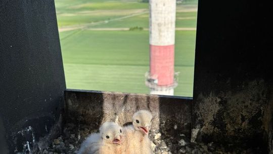 Pisklęta pustułek już się wykluły w Cemexie