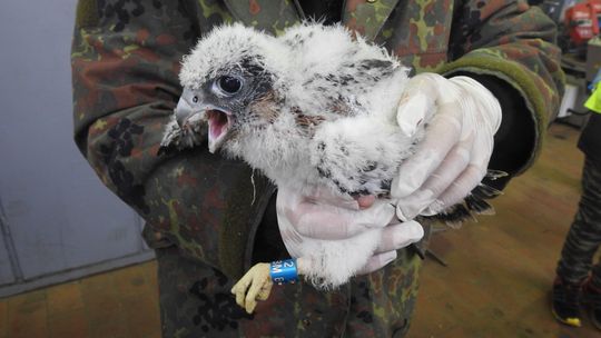 Pisklęta sokołów z Lublina i Puław już w obrączkach