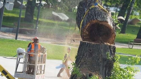 Plac Litewski bez Baobabu po ponad 100 latach. Wycinka trwała około 2,5 godziny (wideo, zdjęcia)